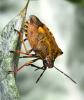 Carpocoris purpureipennis